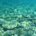 エンブドゥの最高に綺麗なハウスリーフのサンゴ礁のポイント、危険な場所などをお教えします。 by Masa　もう１度必ず行きたい島！！