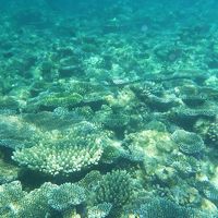 エンブドゥのハウスリーフのサンゴ礁です。