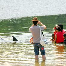 日本ドルフィンセンター 