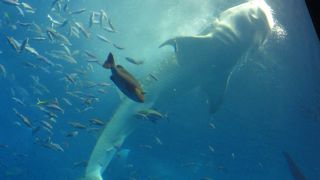 海に潜れない私達に福音、巨大な水族館。
