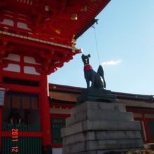 キツネ、凛々しい。