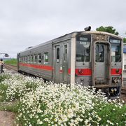 花が咲き乱れるサロベツ原野の駅