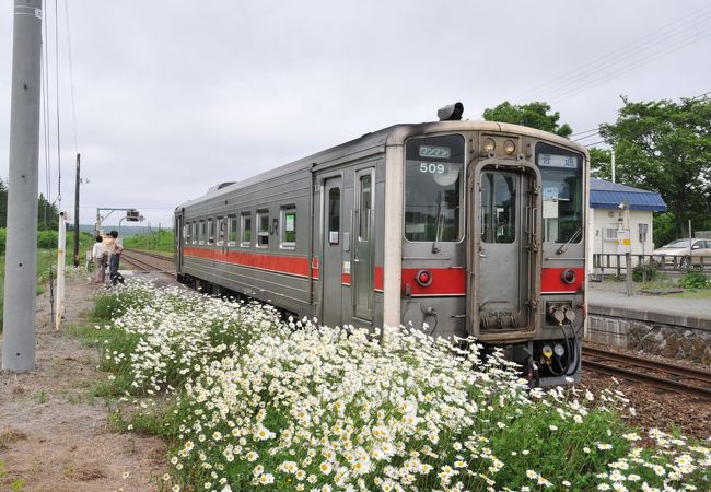 花が咲き乱れるサロベツ原野の駅