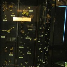 様々な昆虫が展示されています！