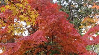 嵐山の紅葉の馬場