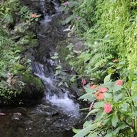 ホテル裏手のジャングル風の庭と渓流はよかったです。