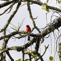 庭の木にはいつも色々な熱帯の鳥が来ていました。