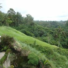 スパ側の景色　ジャングルが広がります