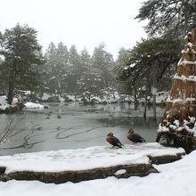 雪の清水園