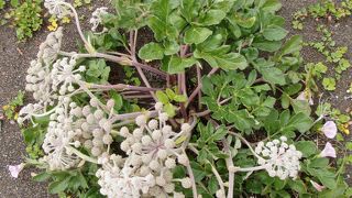 お花好きの人は是非行って見て下さい。