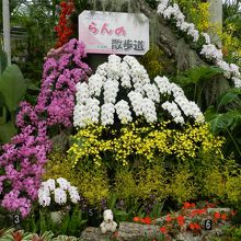 中央のフラワードームはランの花で溢れていました
