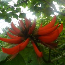 ７年ぶりに咲いたというサイハイデイゴの花（南館）