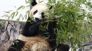 絶対オススメの国内動物園です！