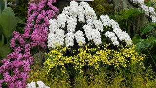 日本最大級のフラワーパーク「とっとり花回廊」