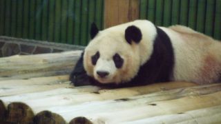 ジャイアントパンダのタンタンがいます
