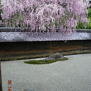 京都旅行で最後に満開のキレイな枝垂れ桜が見れた場所でした