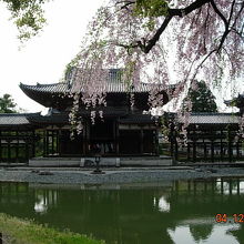 桜の木と平等院。　情緒ありますね