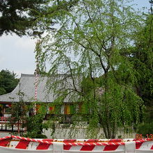 私が行ったときは、葉桜でした。