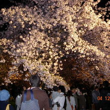 枝垂れ桜がキレイだった、ライトアップ