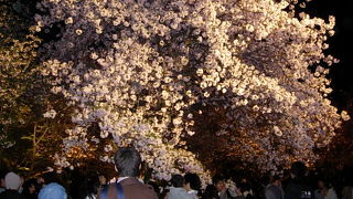 桜の時期のライトアップはとにかくキレイ～!