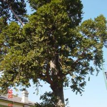 ジャパンミーツオランダ、フロムジャカルタ。