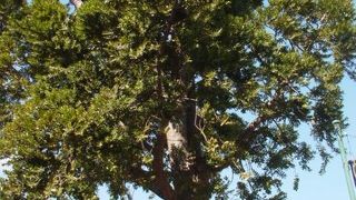 この木なんの木、デジマノキ