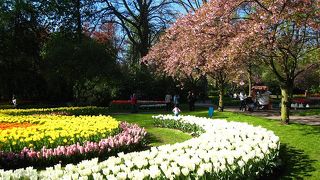 桜も咲いている