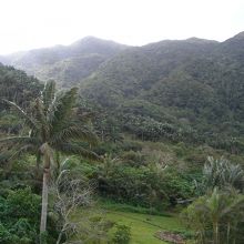 ヤエヤマヤシの群落