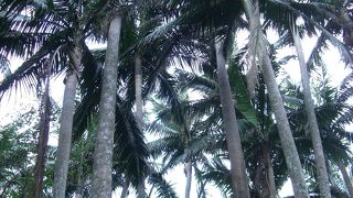 ヤシの実記念館から