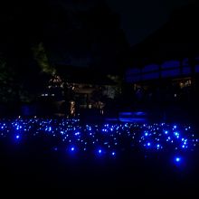 庭一面に散りばめられたブルーライト