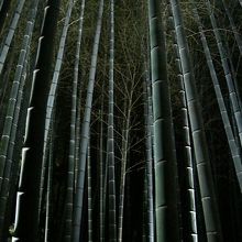 ライトアップされた竹林