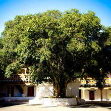 中庭にある菩提樹の巨木