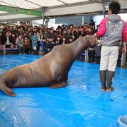 たくさんあるショー♪必見です！おもしろーい！鳥羽水族館♪