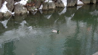 鴨もいました。