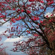 日本一早い桜