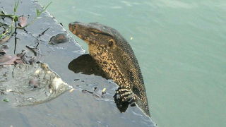 1ｍ位の大トカゲが池で泳いでいます