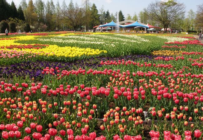 砺波チューリップ公園 クチコミ アクセス 営業時間 砺波 フォートラベル 砺波チューリップ公園 クチコミ アクセス 営業時間 砺波 フォートラベル