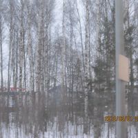 ホテル周辺の白樺並木がきれい