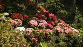 鎌倉一のつつじのスポットは佛行寺！