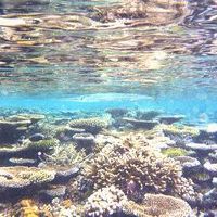 これは、同じモルディブの南マーレのエンブドゥのハウスリーフ