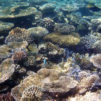 エンブドゥのサンゴ礁　アナンタラの100倍以上のハウスリーフ
