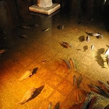 地下宮殿の床からは今も水が湧いていて、魚の群れも。