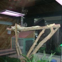 運気向上　白ヘビ