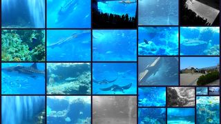 海洋博公園とあわせて充実!!