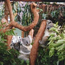 コアラがいっぱい
