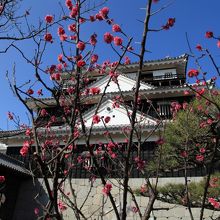 梅と天守閣