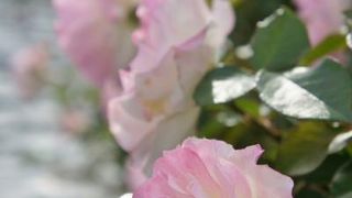 ローズガーデンが見事！