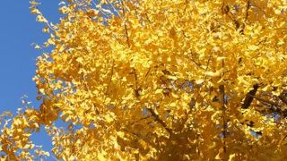 ここのイチョウの黄葉も見事です！