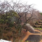 まんだら堂跡で鎌倉界隈随一の枝垂れ桜の巨木を発見！！