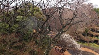 まんだら堂跡で鎌倉界隈随一の枝垂れ桜の巨木を発見！！